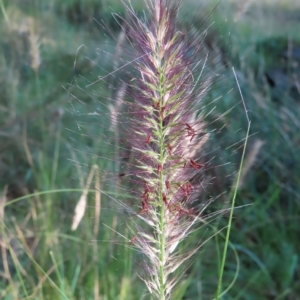 Cenchrus purpurascens at Greenway, ACT - 18 Feb 2023