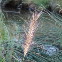 Cenchrus purpurascens at Greenway, ACT - 18 Feb 2023 09:10 AM