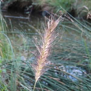 Cenchrus purpurascens at Greenway, ACT - 18 Feb 2023 09:10 AM