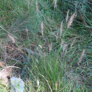 Cenchrus purpurascens at Greenway, ACT - 18 Feb 2023 09:10 AM