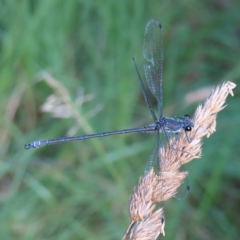 Austroargiolestes icteromelas (Common Flatwing) at CTT100: Lower Tuggeranong Ck - 17 Feb 2023 by MatthewFrawley