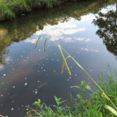 Paspalum dilatatum at Greenway, ACT - 18 Feb 2023