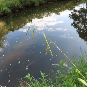 Paspalum dilatatum at Greenway, ACT - 18 Feb 2023