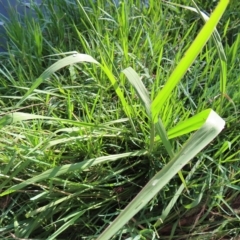 Paspalum dilatatum at Greenway, ACT - 18 Feb 2023