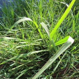 Paspalum dilatatum at Greenway, ACT - 18 Feb 2023 09:15 AM