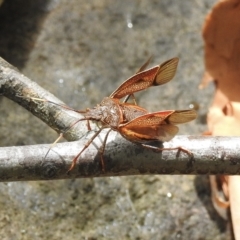 Poecilometis sp. (genus) (A Gum Tree Shield Bug) at Bowral - 17 Feb 2023 by GlossyGal