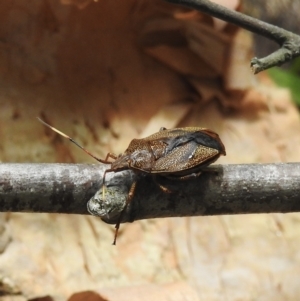 Poecilometis sp. (genus) at Bowral, NSW - 17 Feb 2023