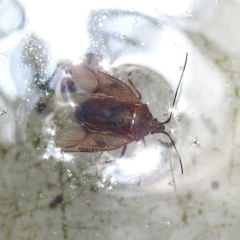 Poecilometis sp. (genus) at Bowral, NSW - 17 Feb 2023