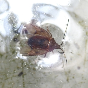 Poecilometis sp. (genus) at Bowral, NSW - 17 Feb 2023