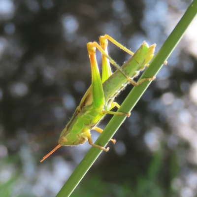 Caledia captiva (grasshopper) at Greenway, ACT - 18 Feb 2023 by MatthewFrawley