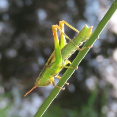 Caledia captiva (grasshopper) at Greenway, ACT - 17 Feb 2023 by MatthewFrawley