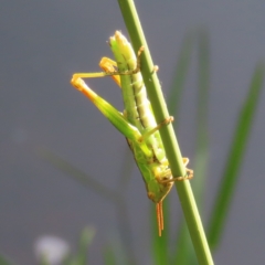 Caledia captiva at Greenway, ACT - 18 Feb 2023 09:15 AM