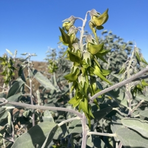 Crotalaria cunninghamii at Port Hedland, WA - 21 Jul 2022