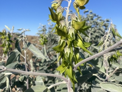 Crotalaria cunninghamii (Birdflower) at Port Hedland, WA - 21 Jul 2022 by MattM