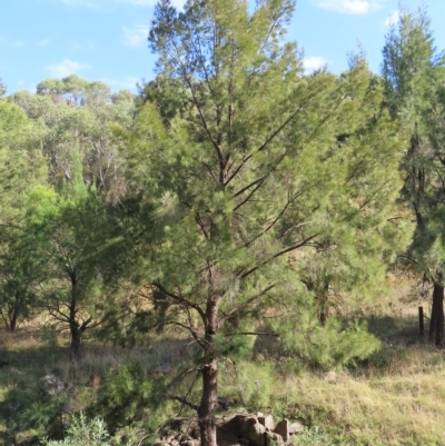 Casuarina cunninghamiana subsp. cunninghamiana (River She-Oak, River Oak) at Urambi Hills - 17 Feb 2023 by MatthewFrawley