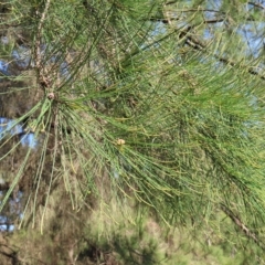 Casuarina cunninghamiana subsp. cunninghamiana at Greenway, ACT - 18 Feb 2023