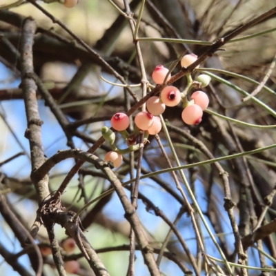 Amyema cambagei (Sheoak Mistletoe) at Greenway, ACT - 18 Feb 2023 by MatthewFrawley