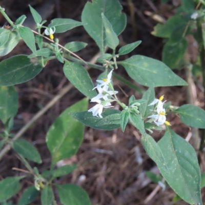 Solanum chenopodioides (Whitetip Nightshade) at Greenway, ACT - 17 Feb 2023 by MatthewFrawley