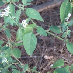 Solanum chenopodioides at Greenway, ACT - 18 Feb 2023 09:23 AM