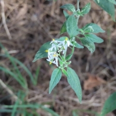 Solanum chenopodioides at Greenway, ACT - 18 Feb 2023 09:23 AM