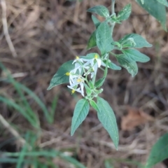 Solanum chenopodioides at Greenway, ACT - 18 Feb 2023