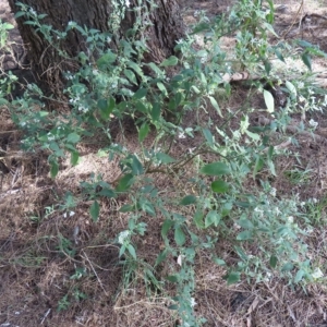 Solanum chenopodioides at Greenway, ACT - 18 Feb 2023 09:23 AM