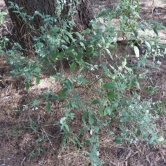 Solanum chenopodioides at Greenway, ACT - 18 Feb 2023