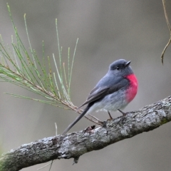 Petroica rosea (Rose Robin) at Wollondilly Local Government Area - 15 Aug 2022 by Freebird