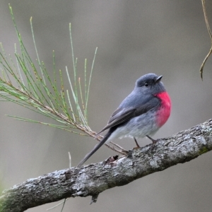 Petroica rosea at Thirlmere, NSW - 15 Aug 2022 03:01 PM