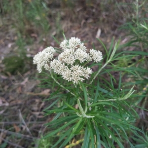 Cassinia longifolia at Fadden, ACT - 18 Feb 2023 07:20 PM