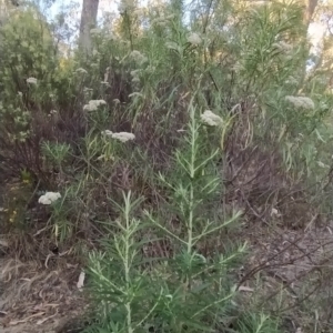 Cassinia longifolia at Fadden, ACT - 18 Feb 2023 07:20 PM