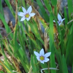 Sisyrinchium rosulatum (Scourweed) at Symonston, ACT - 18 Feb 2023 by RodDeb