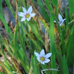 Sisyrinchium rosulatum at Symonston, ACT - 18 Feb 2023