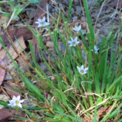 Sisyrinchium rosulatum at Symonston, ACT - 18 Feb 2023 11:40 AM