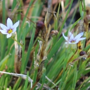 Sisyrinchium rosulatum at Symonston, ACT - 18 Feb 2023 11:40 AM