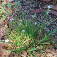 Sisyrinchium rosulatum at Symonston, ACT - 18 Feb 2023 11:40 AM