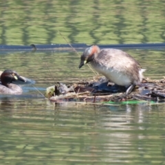 Tachybaptus novaehollandiae (Australasian Grebe) at Symonston, ACT - 18 Feb 2023 by RodDeb