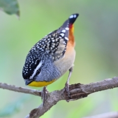 Pardalotus punctatus (Spotted Pardalote) at Wollondilly Local Government Area - 10 Sep 2022 by Freebird