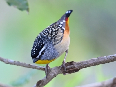 Pardalotus punctatus (Spotted Pardalote) at Thirlmere, NSW - 10 Sep 2022 by Freebird