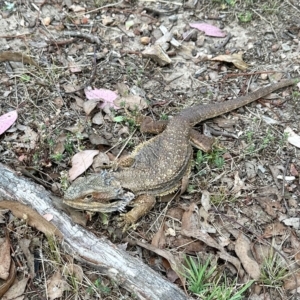 Pogona barbata at Aranda, ACT - 18 Feb 2023