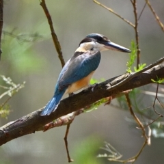 Todiramphus sanctus (Sacred Kingfisher) at Thirlmere, NSW - 2 Dec 2021 by Freebird