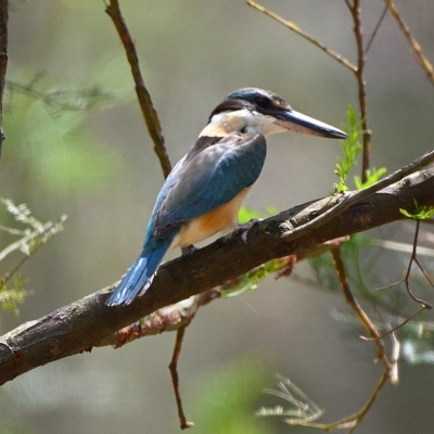 Todiramphus sanctus (Sacred Kingfisher) at Wollondilly Local Government Area - 2 Dec 2021 by Freebird