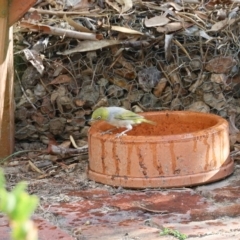 Zosterops lateralis (Silvereye) at Aranda, ACT - 18 Feb 2023 by KMcCue