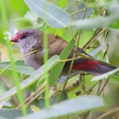 Neochmia temporalis (Red-browed Finch) at Thirlmere, NSW - 14 Feb 2022 by Freebird