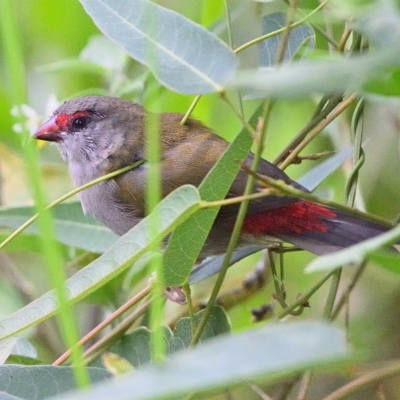 Neochmia temporalis (Red-browed Finch) at Thirlmere, NSW - 14 Feb 2022 by Freebird