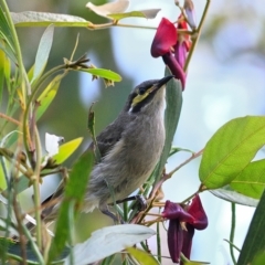 Caligavis chrysops (Yellow-faced Honeyeater) at Wollondilly Local Government Area - 3 Oct 2021 by Freebird