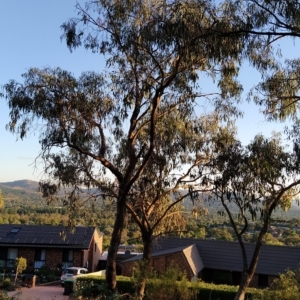 Eucalyptus nortonii at Fadden, ACT - 18 Feb 2023
