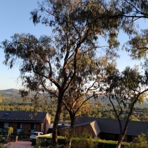 Eucalyptus nortonii at Fadden, ACT - 18 Feb 2023 07:40 PM