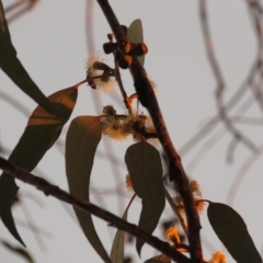 Eucalyptus nortonii at Fadden, ACT - 18 Feb 2023