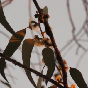 Eucalyptus nortonii at Fadden, ACT - 18 Feb 2023 07:40 PM